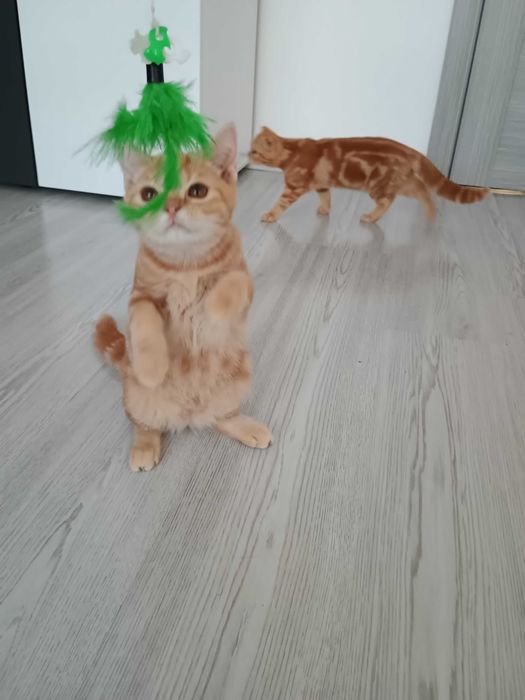 Motănei Tabby Red Orange