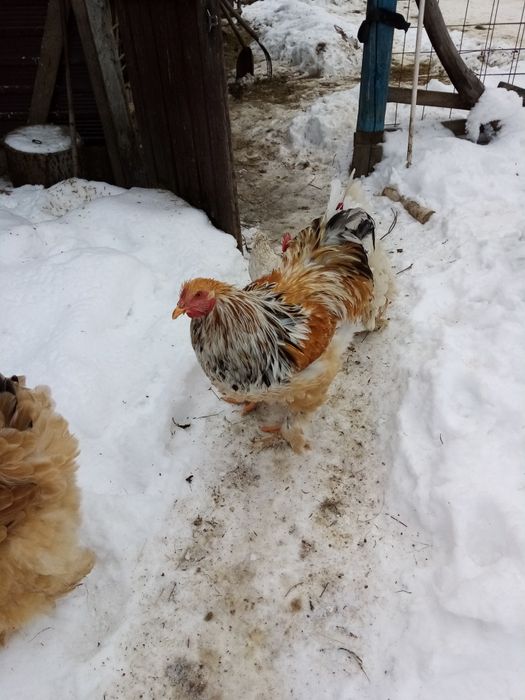 Doi din trei vor altă casă