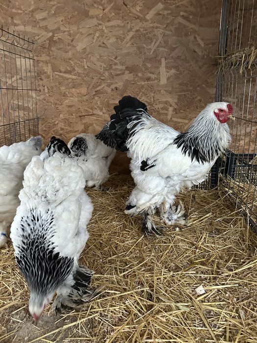 Disponibil cocos brahma herminat deschis 2025