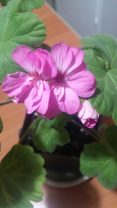 Герань комнатная