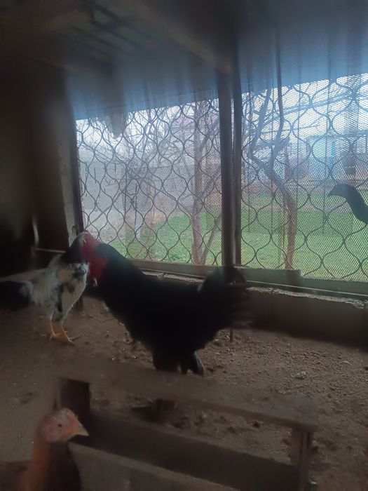 Брама Хуроз катта сотилади 3 кг Юки бор 2 ешар  еб ичишига Муаммо ек