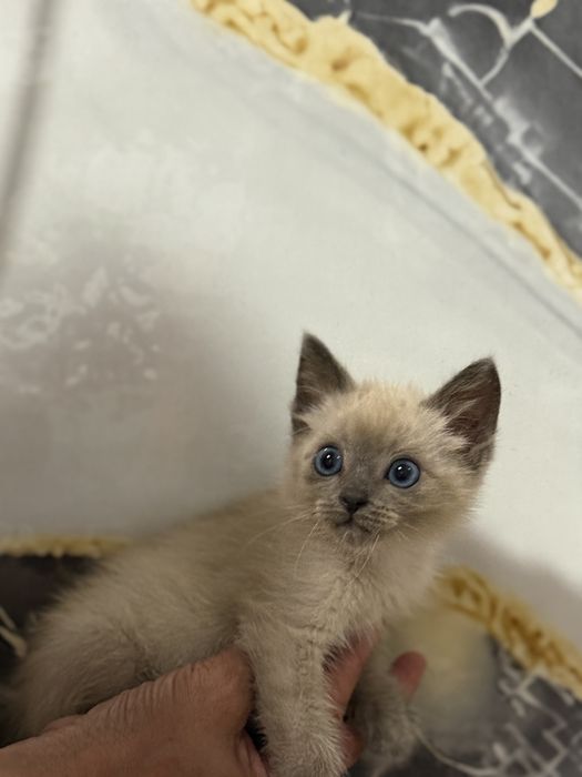Продам Сиамская кошка