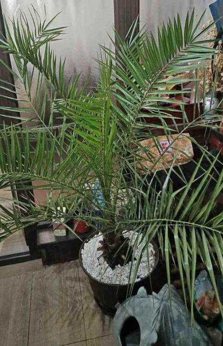 Palmieri Trachycarpus Fortunei