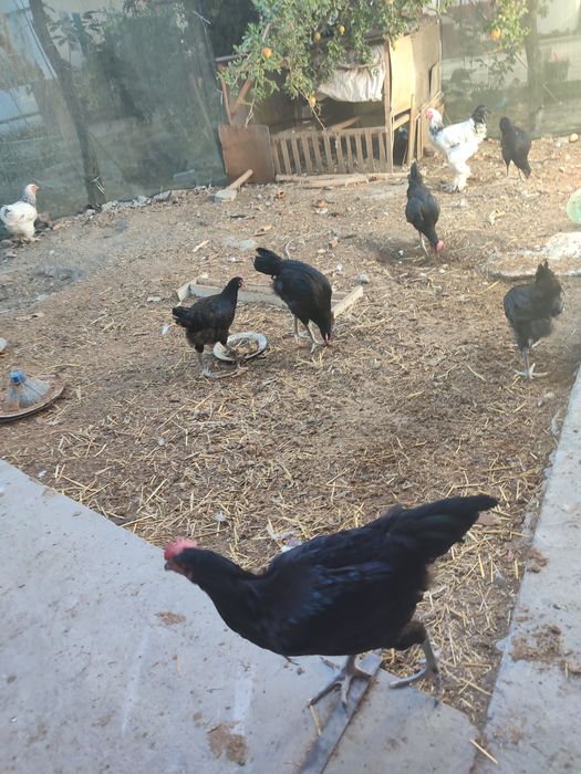 Кора Шахзода 6 та хуроз 5 ойликдан ошди .