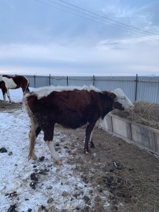 Туатын сиыр сатылады