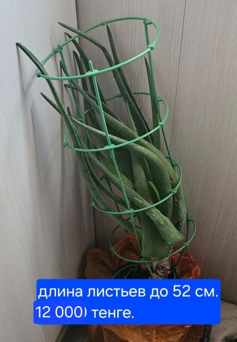 Алоэ вера лечебный