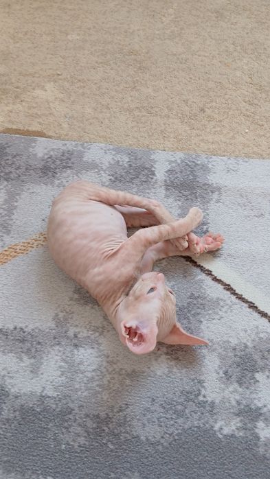 Сфинкс котёнок 1месяц 15дней