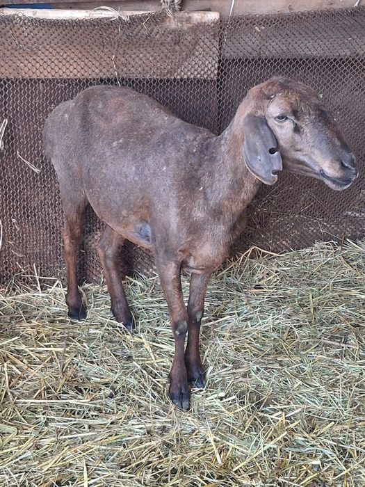 Осы қой сатылады