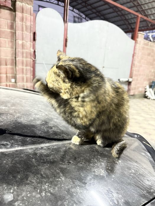 Стерилизованная кошка