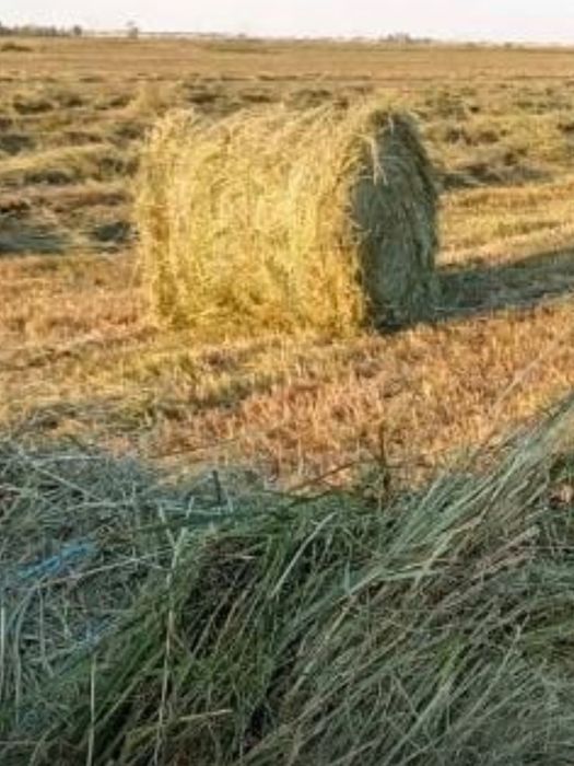 сено житняк луговой