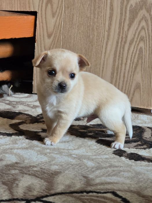 Продаются щенки чихуахуа