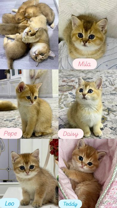 Котята Золотые Шиншиллы