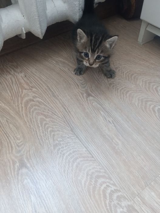 Продам месячного котенка