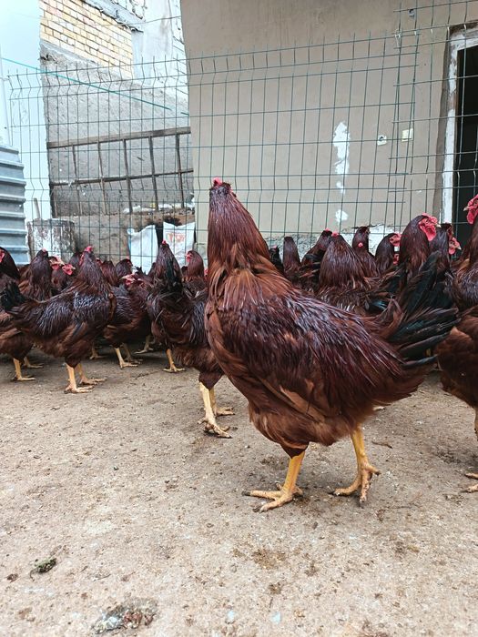 Матични ху́розлар сотилади...