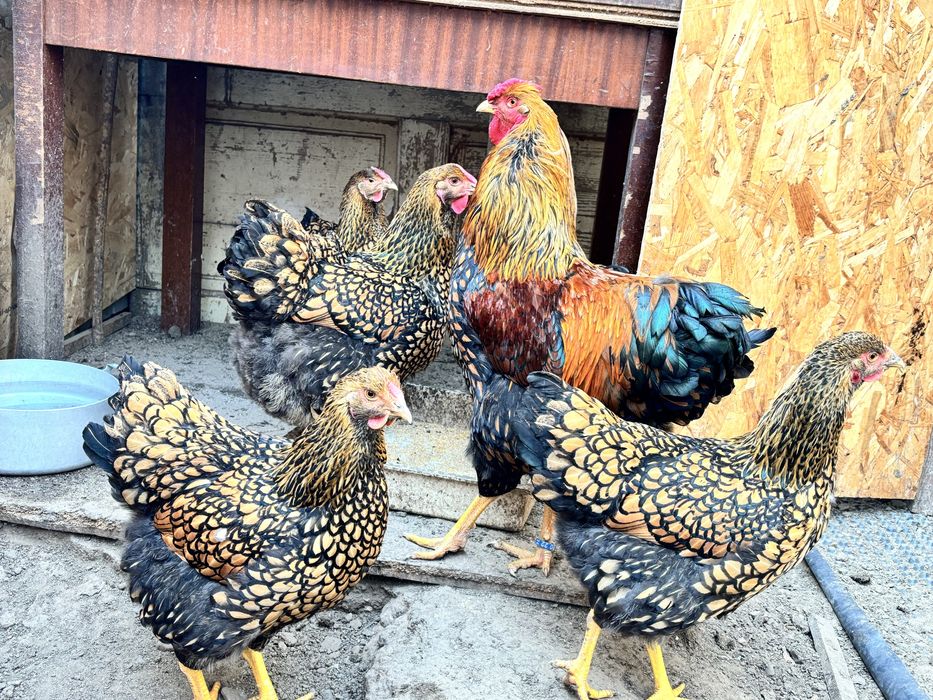 Oua pentru incubat  Wyandotte GSG