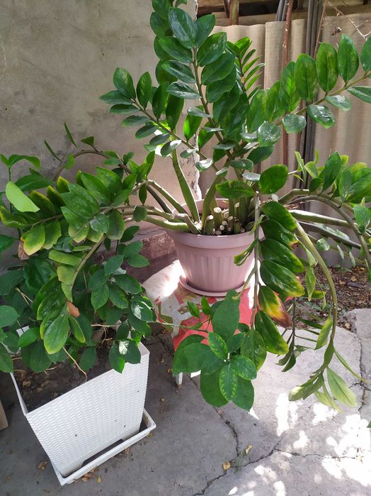 Комнатные растения