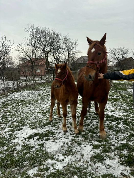 Iapă cu mânză de vânzare