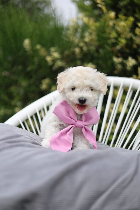 Pui Bichon Frise Pedigree FCI