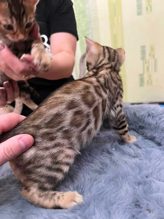 Бенгальские котята