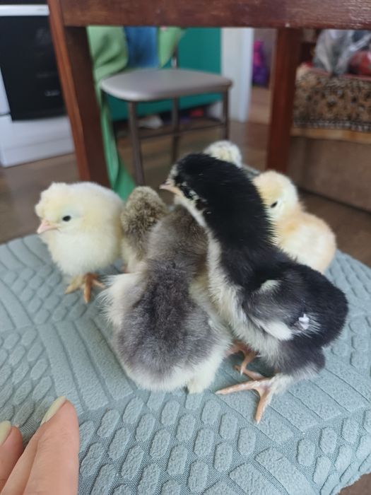 Продам яйцо инкубационное