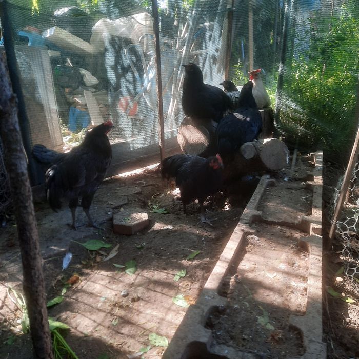 Cocos australorp de 6 luni 10 buc
