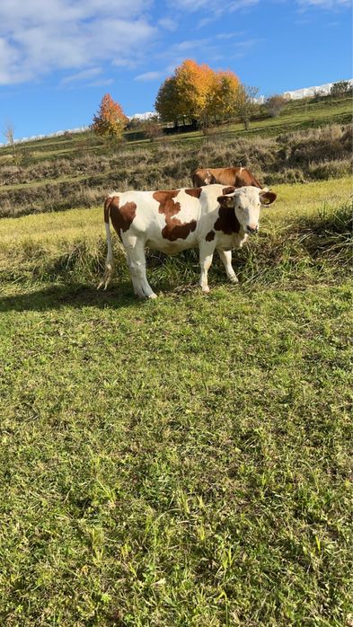 Vand 3 junici gestante