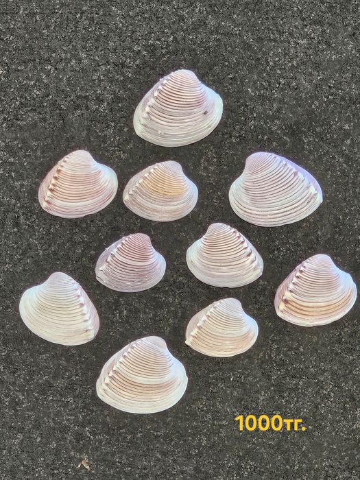 Кораллы , ракушки