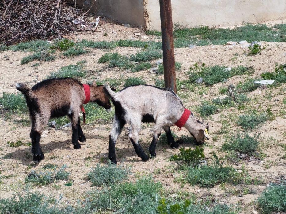 Альпи ұрғашы лақ