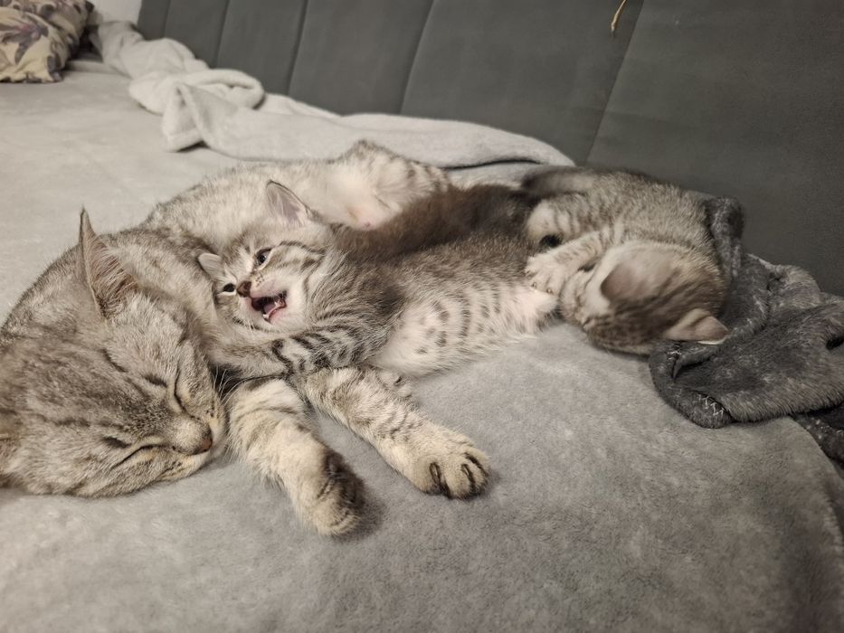 Отдам котят и кошку