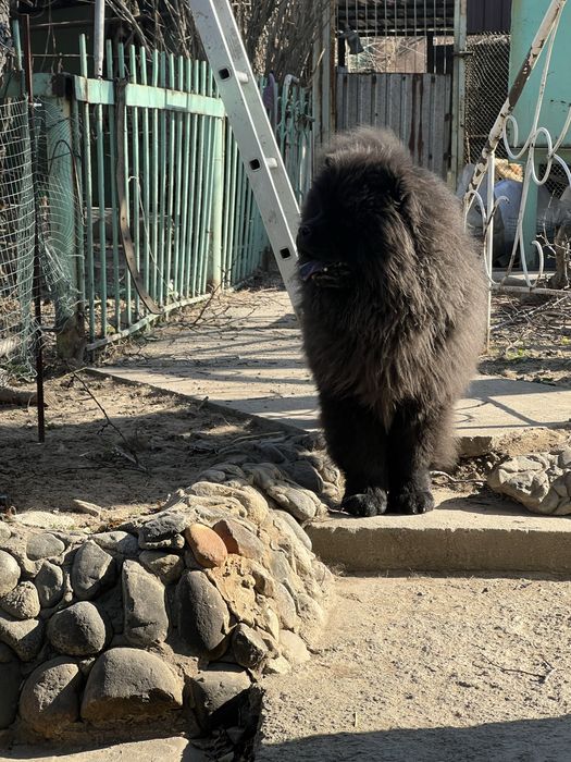 Чау-чау чистокровные  щенки с документами