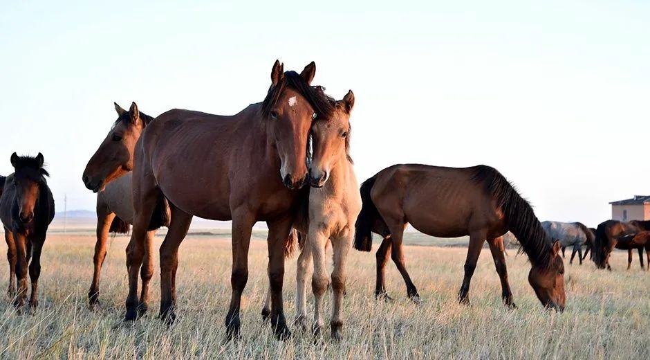 Продаю лошадь срочно