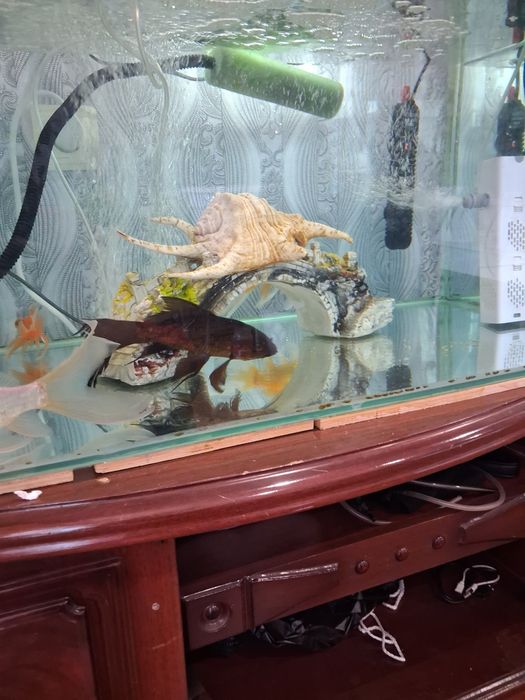 Продам аквариум с золотой рибками