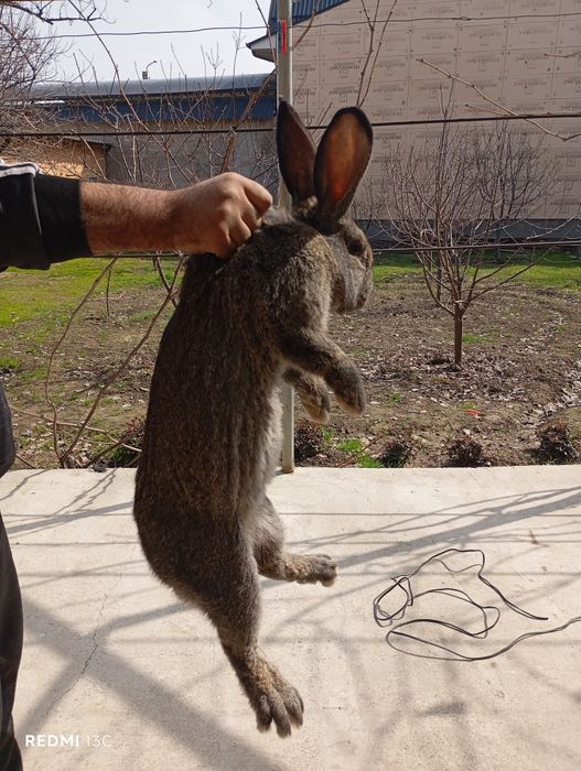 Uyda boqilgan quyon sotiladi