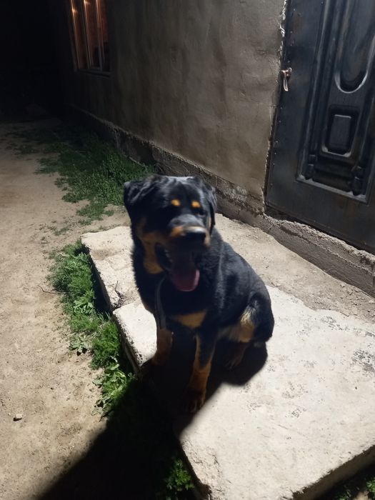 Ратвейллер 1 жылдык 50.000