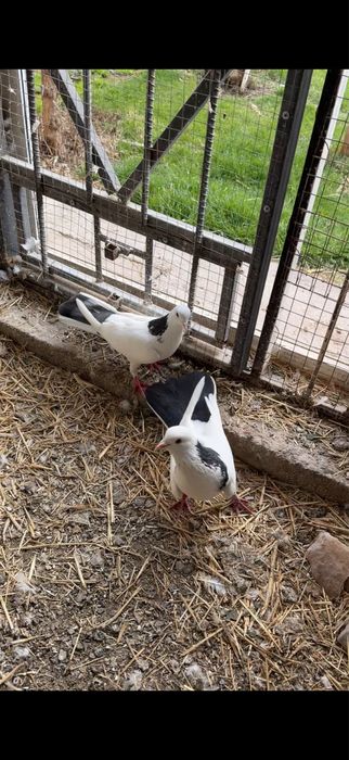 Голуби. Шейка пара ширакохвостые