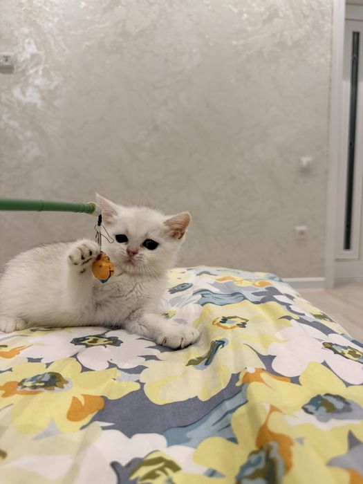 На продаже котята