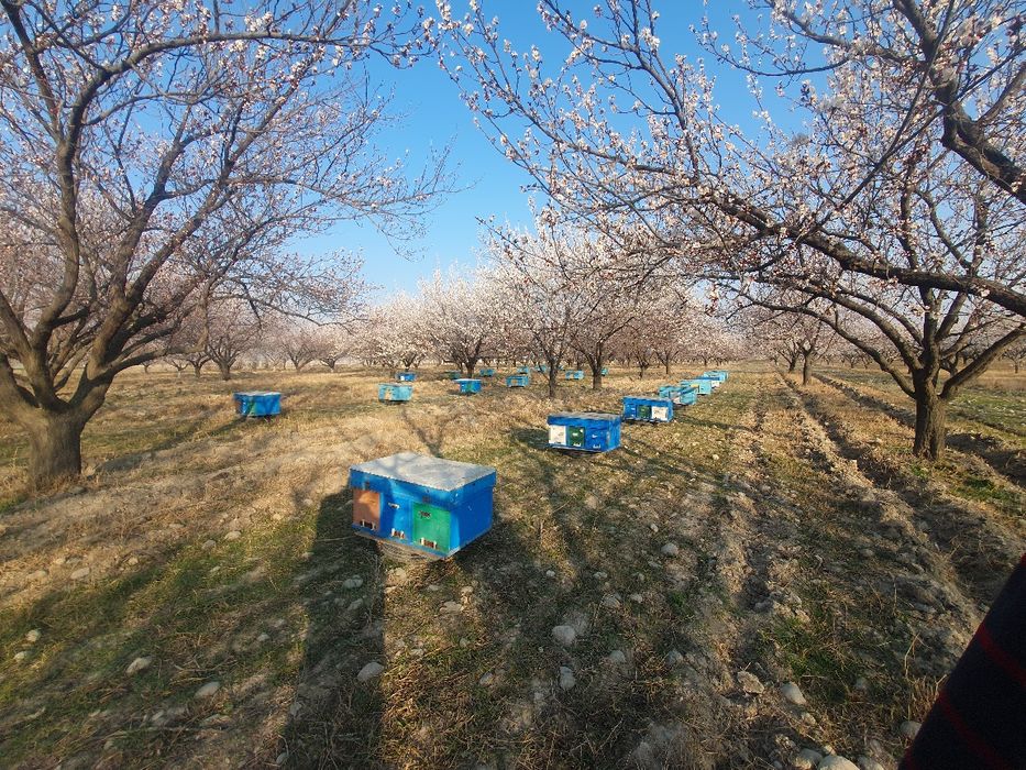 Asalari yashiklari bilan komplekt sotiladi. 20ta yashikda.