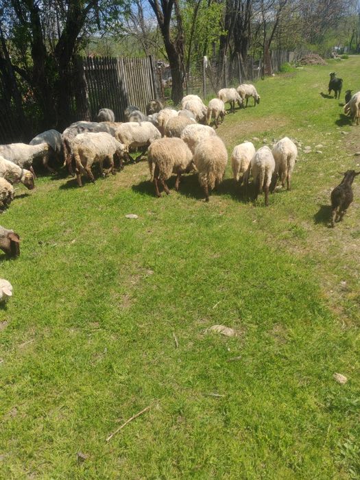 Vând 40 de oi,la prețul de 550 de lei bucata