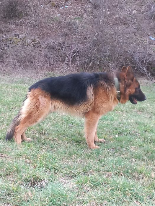 Продавам немска овчарка