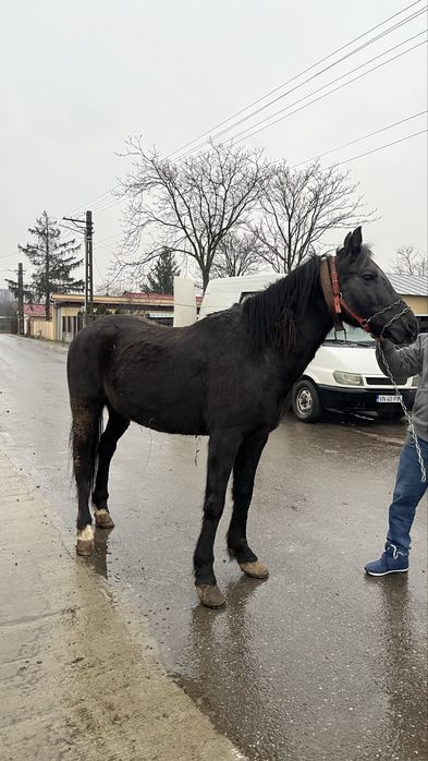 Vând cal castrat de 6 ani