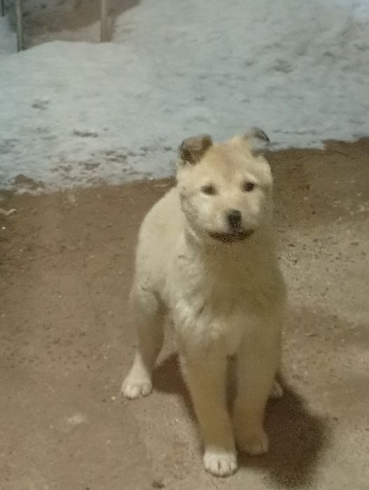 Отдам щенка в добрые руки