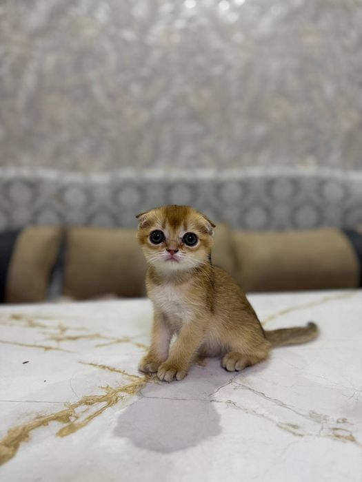 Шиншилла котёнок