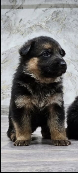 Отличные щенки немецкой овчарки