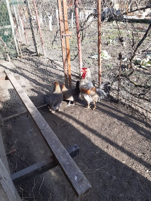 Vând găini care fac oua verzi-turcoaz