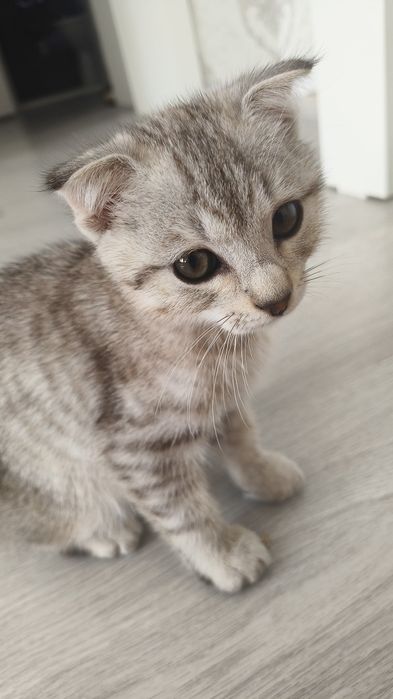 Вислоухий шотландец