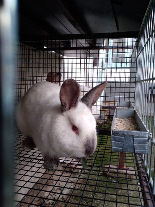 Kalifony quyonlar sotiladi  para blaring ham bor