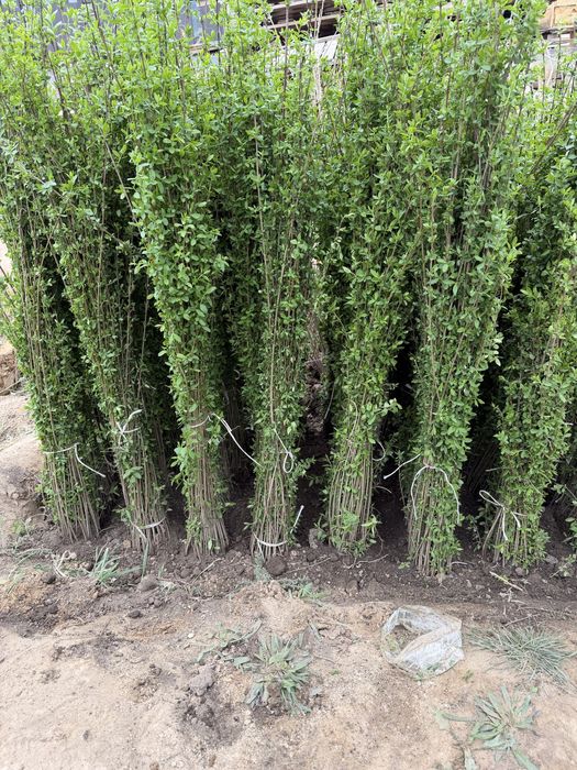 Живая изгородь. Бирючина Самшит