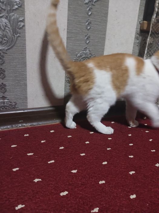 kalta junli mushukcha