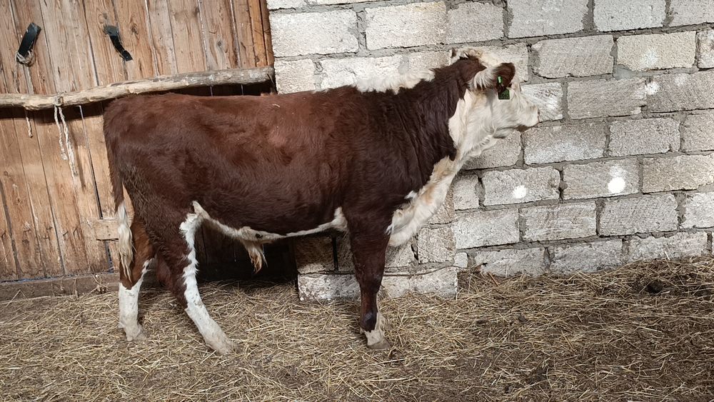 Бұқа бык бука откорм КХ плем раскол акбас