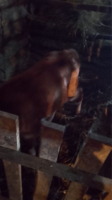 Продам теленка ( бычек)